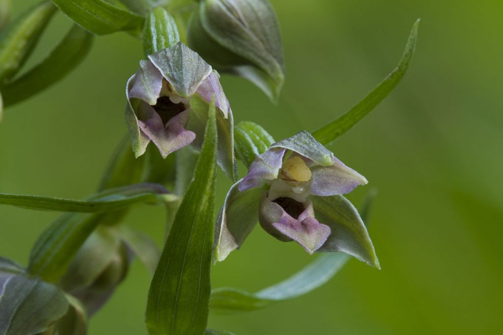 Epipactis helleborine da ID